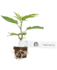Banana Kush Cake Feminisierte Cannabispflanzen
