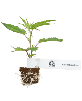 Banana Kush Cake Feminisierte Cannabispflanzen