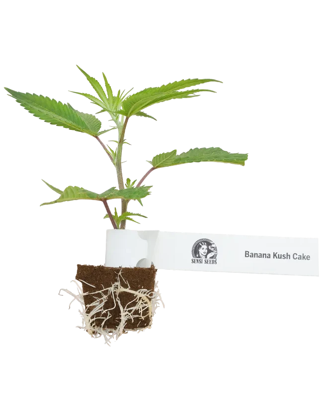 Banana Kush Cake Feminisierte Cannabispflanzen