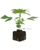 Big Bud Feminisierte Cannabispflanzen