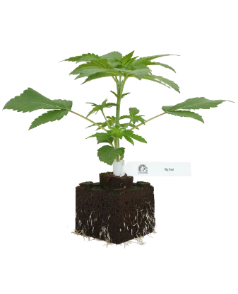 Big Bud Feminisierte Cannabispflanzen
