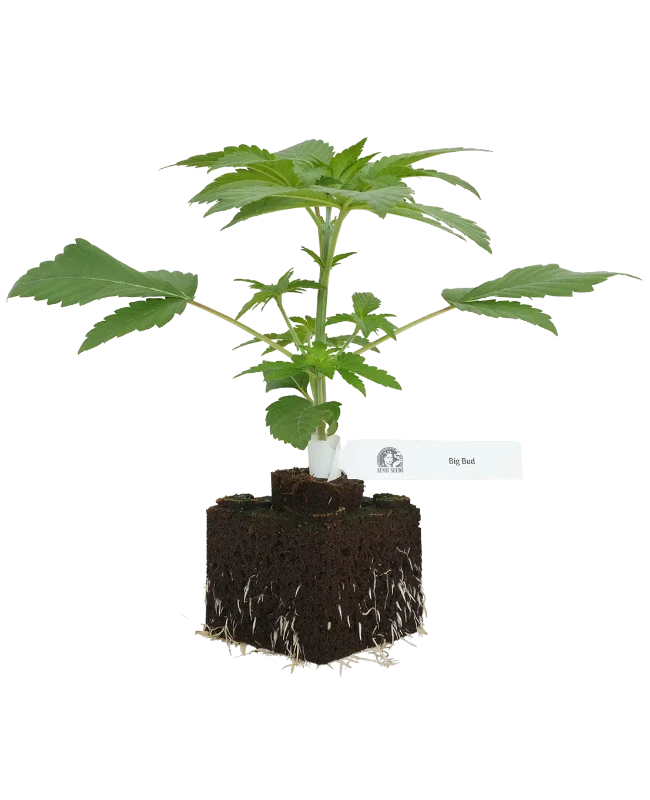 Big Bud Feminisierte Cannabispflanzen