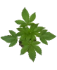 Big Bud Feminisierte Cannabispflanzen
