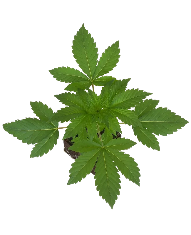 Big Bud Feminisierte Cannabispflanzen