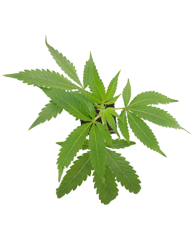 Blackberry Cake Feminisierte Cannabispflanzen