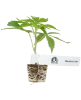 Blackberry Cake Feminisierte Cannabispflanzen