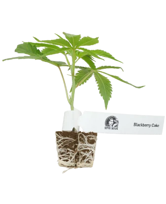 Blackberry Cake Feminisierte Cannabispflanzen