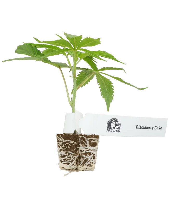 Blackberry Cake Feminisierte Cannabispflanzen