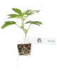 Blue Skunk Feminisierte Cannabispflanzen