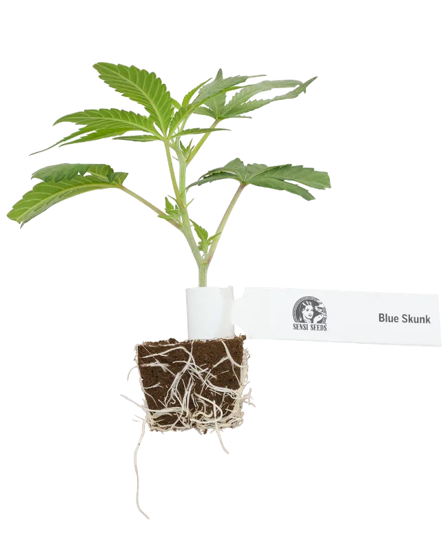 Blue Skunk Feminisierte Cannabispflanzen