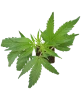 Blue Skunk Feminisierte Cannabispflanzen