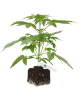 Blueberry Candiez Automatic Cannabispflanzen