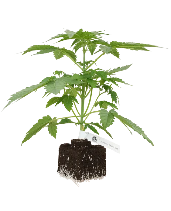 Blueberry Candiez Automatic Cannabispflanzen