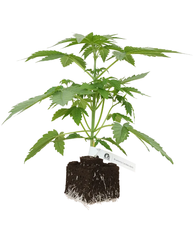 Blueberry Candiez Automatic Cannabispflanzen