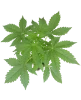 Blueberry Candiez Automatic Cannabispflanzen
