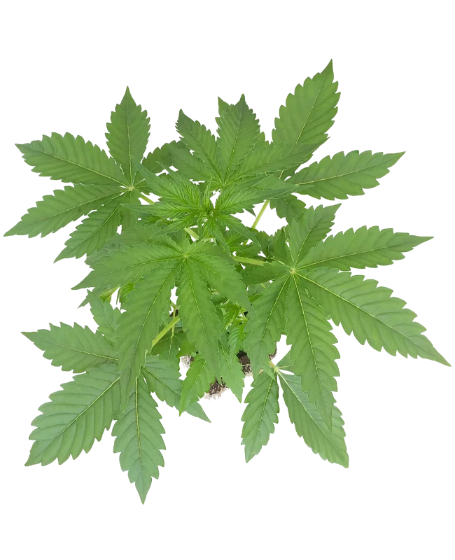 Blueberry Candiez Automatic Cannabispflanzen