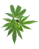 Buttercream Gelato Feminisierte Cannabispflanzen