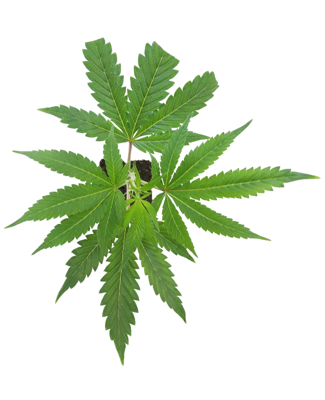 Buttercream Gelato Feminisierte Cannabispflanzen