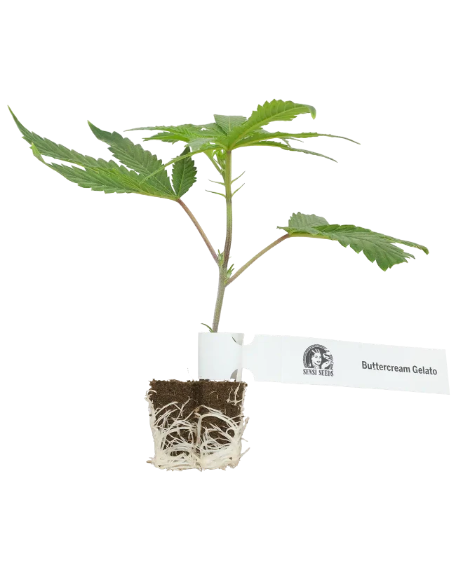 Buttercream Gelato Feminisierte Cannabispflanzen