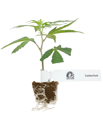 Cashew Kush Feminisierte Cannabispflanzen