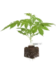Cherry Bacio Feminisierte Cannabispflanzen