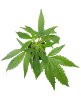 Chocolate Rainbow XXL Feminisiert Cannabispflanzen