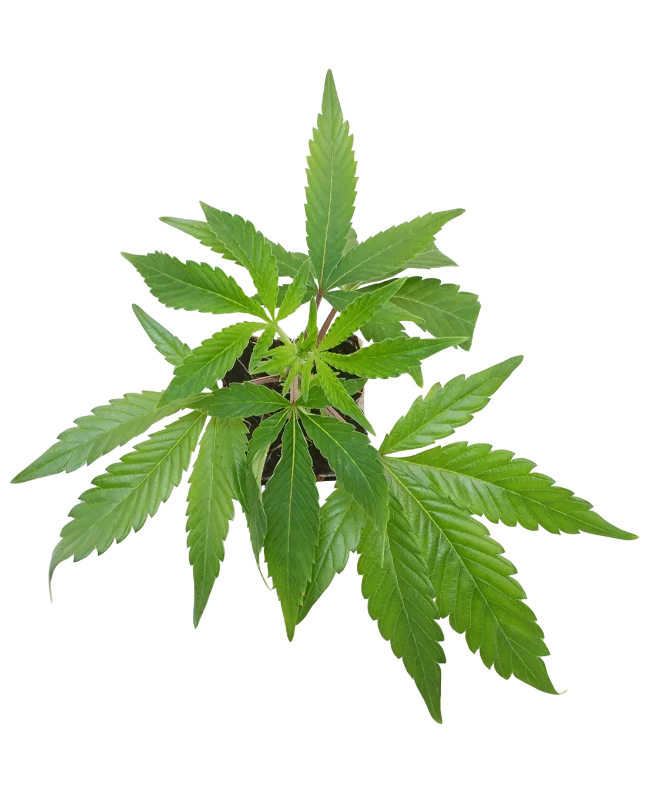 Chocolate Rainbow XXL Feminisiert Cannabispflanzen