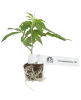 Chocolate Rainbow XXL Feminisiert Cannabispflanzen