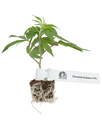 Chocolate Rainbow XXL Feminisiert Cannabispflanzen