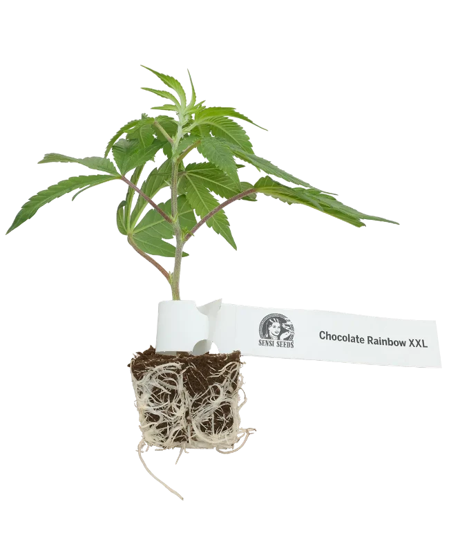 Chocolate Rainbow XXL Feminisiert Cannabispflanzen