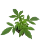 Citrus Fuel Automatic Cannabispflanzen