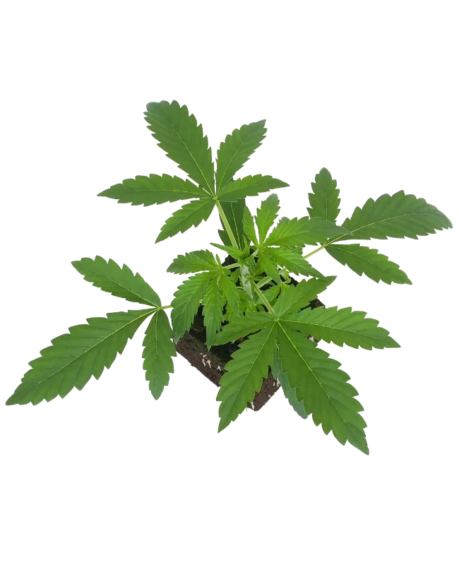 Citrus Fuel Automatic Cannabispflanzen