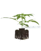 Citrus Fuel Automatic Cannabispflanzen