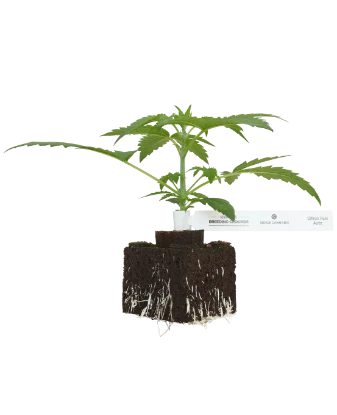 Citrus Fuel Automatic Cannabispflanzen