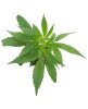 Double Kush Cake Feminized Cannabispflanzen
