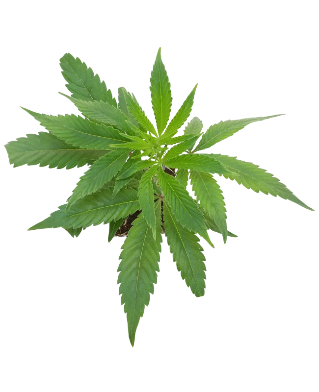 Double Kush Cake Feminized Cannabispflanzen