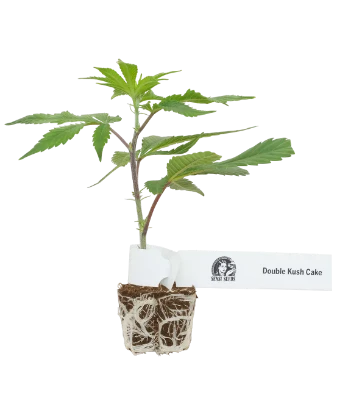 Double Kush Cake Feminized Cannabispflanzen