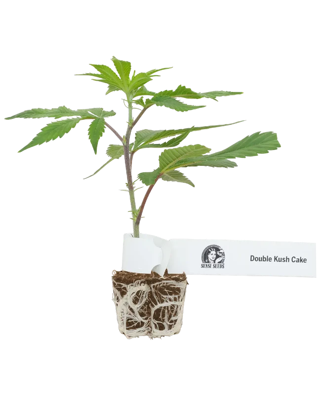 Double Kush Cake Feminized Cannabispflanzen