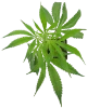 Grapevine Candy Feminisiert Cannabispflanzen