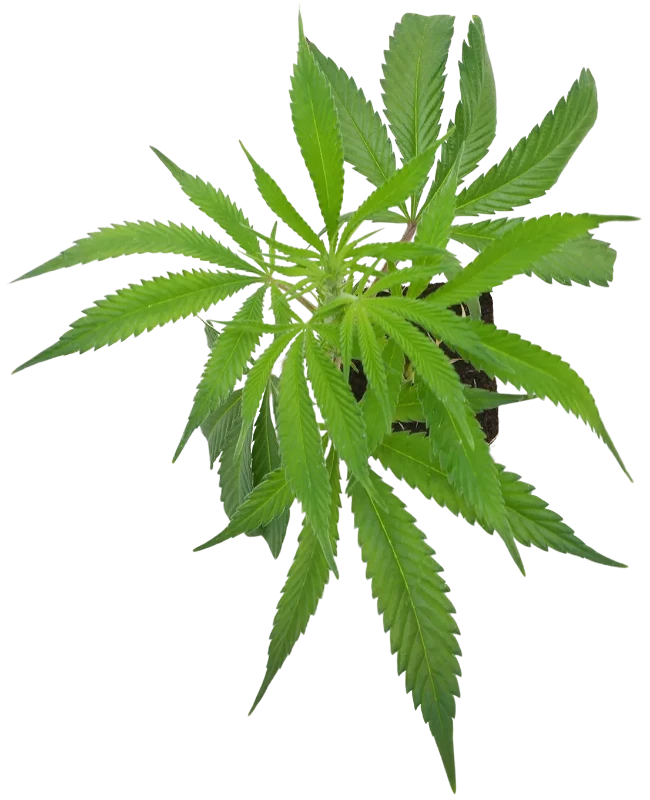 Grapevine Candy Feminisiert Cannabispflanzen
