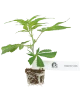 Grapevine Candy Feminisiert Cannabispflanzen