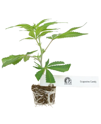 Grapevine Candy Feminisiert Cannabispflanzen