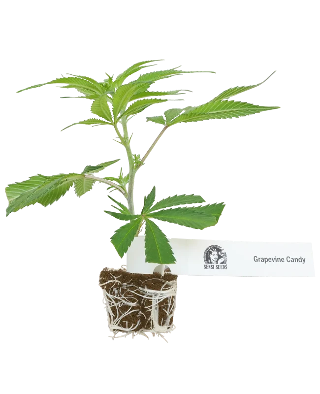 Grapevine Candy Feminisiert Cannabispflanzen