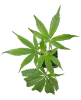 Honey Melon Kush Feminisierte Cannabispflanzen