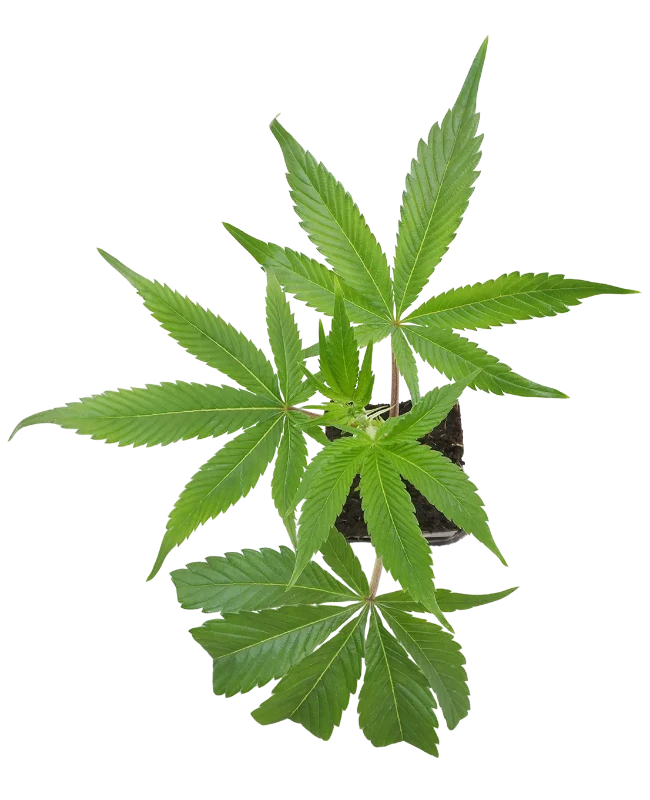 Honey Melon Kush Feminisierte Cannabispflanzen