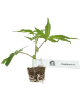 Honey Melon Kush Feminisierte Cannabispflanzen