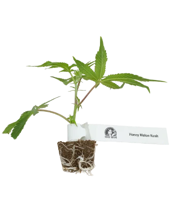 Honey Melon Kush Feminisierte Cannabispflanzen