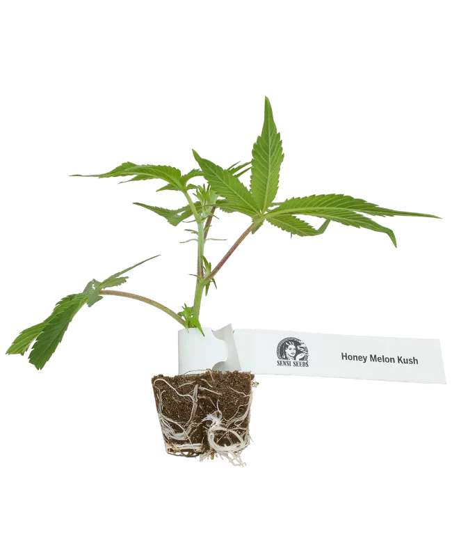 Honey Melon Kush Feminisierte Cannabispflanzen