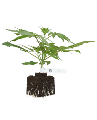 Jack Herer® Feminisierte Cannabispflanzen