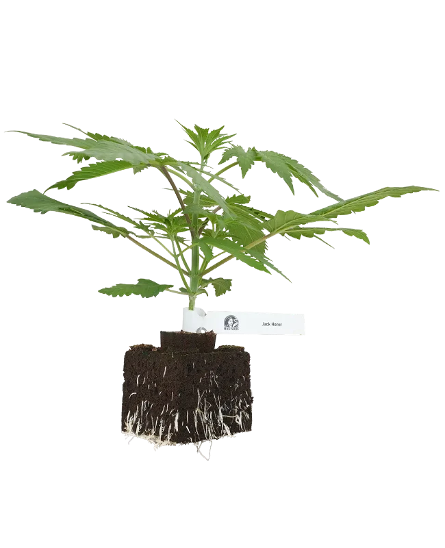 Jack Herer® Feminisierte Cannabispflanzen